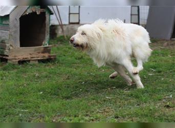 Heardy - supertoller rumänischer Hirtenhund