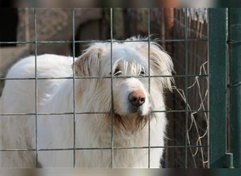 Heardy - supertoller rumänischer Hirtenhund