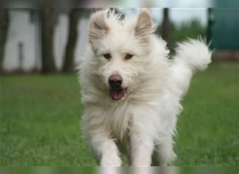 Heardy - supertoller rumänischer Hirtenhund