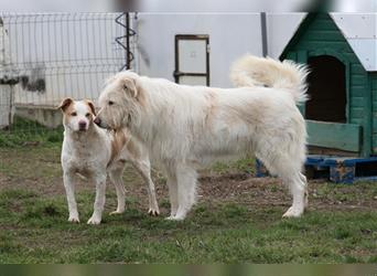 Heardy - supertoller rumänischer Hirtenhund