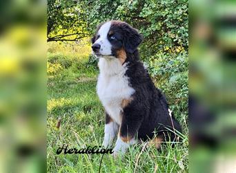 Wunderschöne Australian Shepherd Welpen