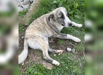 Xabi, geb. ca. 07/2023, lebt in GRIECHENLAND, auf einem Gelände, auf dem die Hunde notdürftig versor