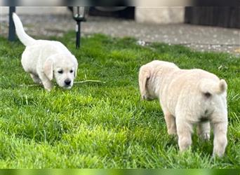 Labrador Retriever Welpen mit Welpenpaket geb. im Schaltjahr
