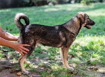 Cloé, freundliche Schäferhund-Mix-Hündin, ca. 1 Jahr, ca. 49 cm, ca. 18 kg