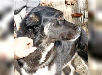 Jázmin, kaukasischer Schäferhund-Mix mit großem Herz, ca. 2,5 Jahre, ca. 69 cm, ca. 40 kg