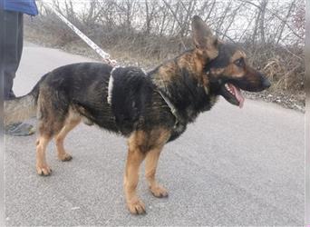 Jimmi, neugieriger Schäferhund (Mix?), ca. 7 Jahre, ca. 30kg