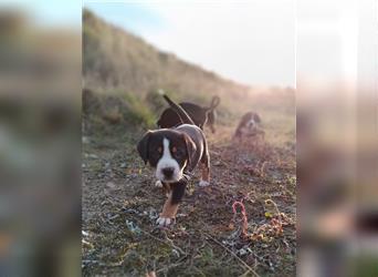 Reinrassiger Große Schweizer Sennenhund Welpe aus HD-, ED-, OCD-freier Zucht- jetzt abgabebereit