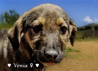 Vera (Venia), Valentin  und Vincent suchen ab Ende Mai  ein Zuhause
