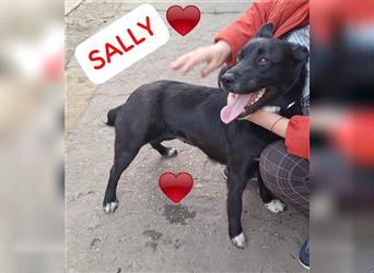 Sally,46 cm, mag Kinderm eine tolle Hündin möchte Rumänien schnell verlassen