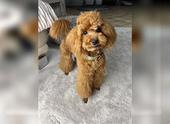 Süßer Toy-Pudel Rüde junger Hund allergikerfreundlich