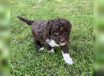 Lagotto Romagnolo, Welpen von ausgezeichneter Qualität