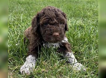 Lagotto Romagnolo, Welpen von ausgezeichneter Qualität