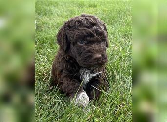 Lagotto Romagnolo, Welpen von ausgezeichneter Qualität