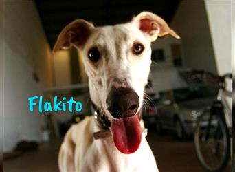 Flakito 12/2013 (ESP) - treuer und sozialer, wunderschöner Galgo seht sich nach einem Zuhause!
