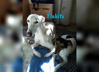Flakito 12/2013 (ESP) - treuer und sozialer, wunderschöner Galgo seht sich nach einem Zuhause!