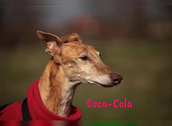 Coca-Cola 06/2016 (in Deutschland) - ruhige, verschmuste, geduldige und soziale Galga!