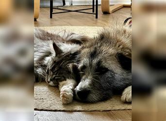 Samira - liebe und freundliche, katzenverträgliche Greyhoundmix-Hündin / auf Pflegestelle in Wesel