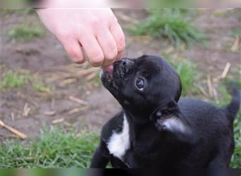 Paulchen, kleiner, süßer Frzanzösischer Bulldogen-Mix, Welpe, 5 Monate alt
