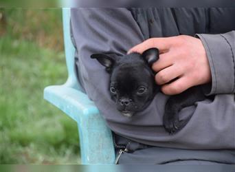 Paulchen, kleiner, süßer Frzanzösischer Bulldogen-Mix, Welpe, 5 Monate alt