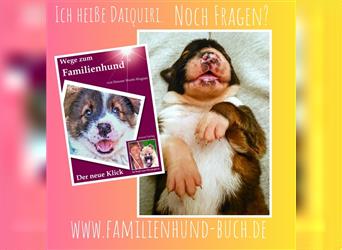 Hunde_Welpen Erziehung: Das Buch für eine entspannte gemeinsame Lebenszeit