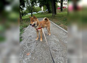 Hervorragender Shiba-Inu-Wurf mit hervorragendem Ausstellungspotenzial