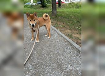 Hervorragender Shiba-Inu-Wurf mit hervorragendem Ausstellungspotenzial