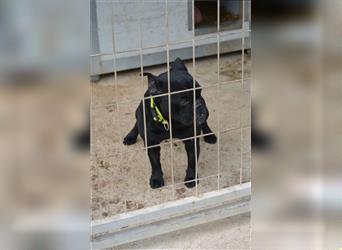 „Áresz“, sehr lieber französischer Bulldoggen Rüde, ca. 2020 geboren, gut verträglich