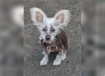 Chinese Crested Rüde