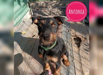 Antonia ein wundervoller Terrier