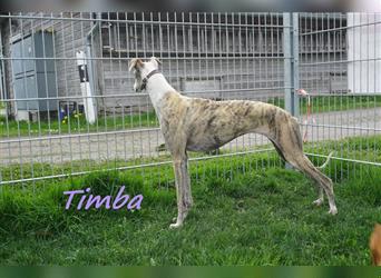 Timba 09/2021 (CH Pflegestelle) - aufgeschlossene und unkomplizierte, wunderschöne Traumgalga!
