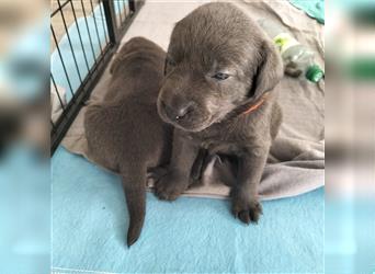 Labrador Retriever Welpen mit AT aus Familienaufzucht