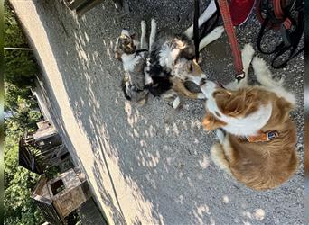 Border Collie mit Ahnentafel