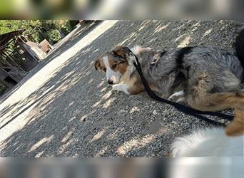 Border Collie mit Ahnentafel