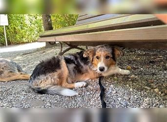 Border Collie mit Ahnentafel