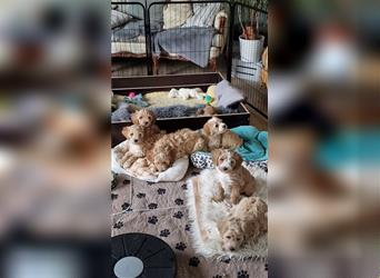 Bezaubernde seltene Tibetlabradoddels/Therapiehunde/Allergiker