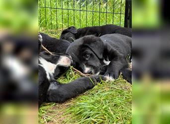 Labernese (Mutter Labrador Retriever + Vater Berner Sennenhund)