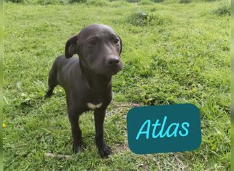 Atlas Welpe Shar Pei Mischlingsrüde Mischling Rüde Junghund sucht Zuhause oder Pflegestelle