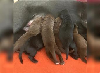 Abholbereit Labrador Welpen braun Rüde Hündin schwarz NRW Kleinanzeige