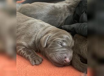 Labrador Welpe braun Hündin 12 Wochen Abholbereit