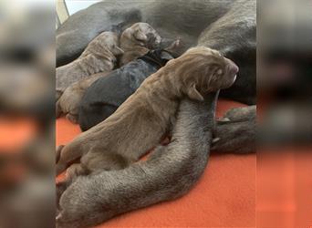 Labrador Welpe braun Hündin 12 Wochen Abholbereit