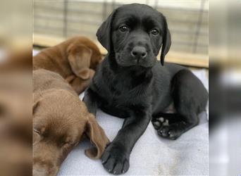 Labrador  Welpe Hündin schwarz / Abholbereit
