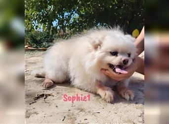 Sophie1 07/2014 (ESP Pflegestelle) - soziale und fröhliche Mini Pomeranian Zwergspitz Hündin!