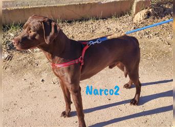 Narco2 01/2023 (ESP) - cleverer und sportlicher Labrador-Bracke Mix Junghund!