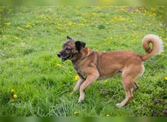 SANTOS - das quirlige Powerpaket sucht hundeerfahrene Menschen zum Trainieren und Kuscheln