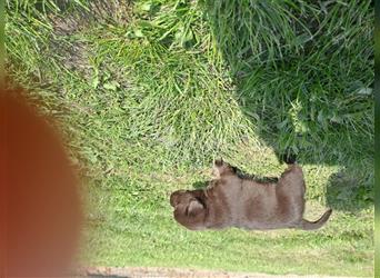Labrador Welpen, schokobraun, reinrassig