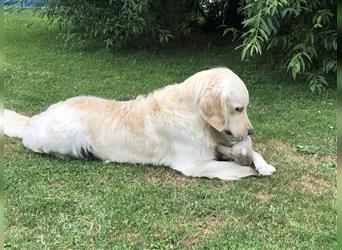 Golden Retriever Deckrüde Anton