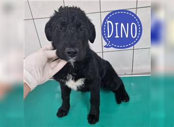 Dino ein Familienhund