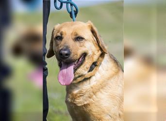 Maszat-SI -Familienhund sucht neue Familie