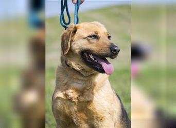 Maszat-SI -Familienhund sucht neue Familie