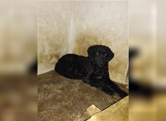 Simon kroatischer Schäferhund Mischlingsrüde Mischling Rüde Junghund sucht Zuhause oder Pflegestelle